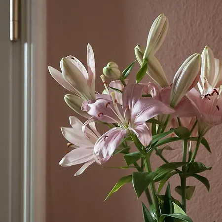 Hajo's Germania & Irish Pub