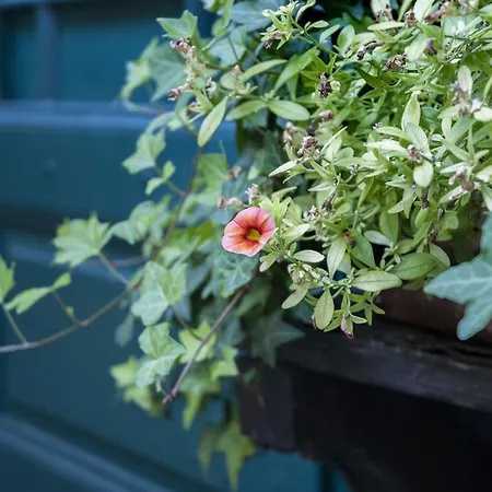 Hajo's Germania & Irish Pub Rüdesheim am Rhein