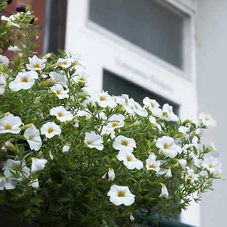 Hajo's Germania & Irish Pub Lodge