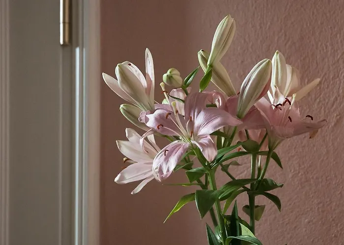 Hajo's Germania & Irish Pub