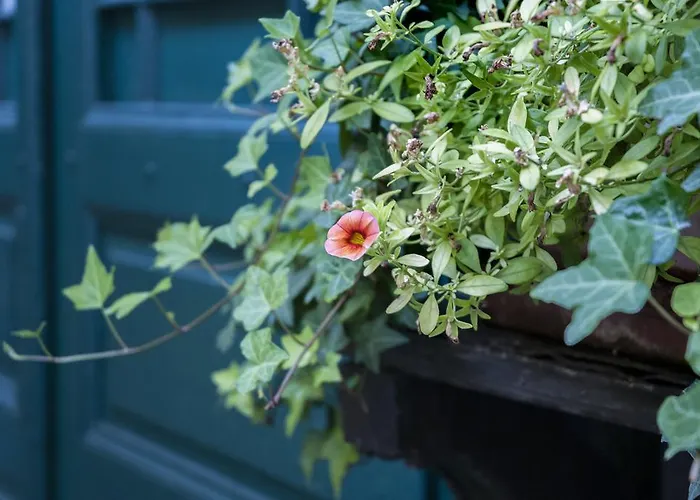 Hajo's Germania & Irish Pub Рюдесхайм-на-Рейне